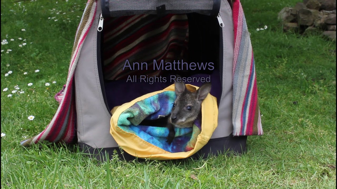 Rehabilitation of Bennetts Wallaby Joey - encouraging young joey out of pouch