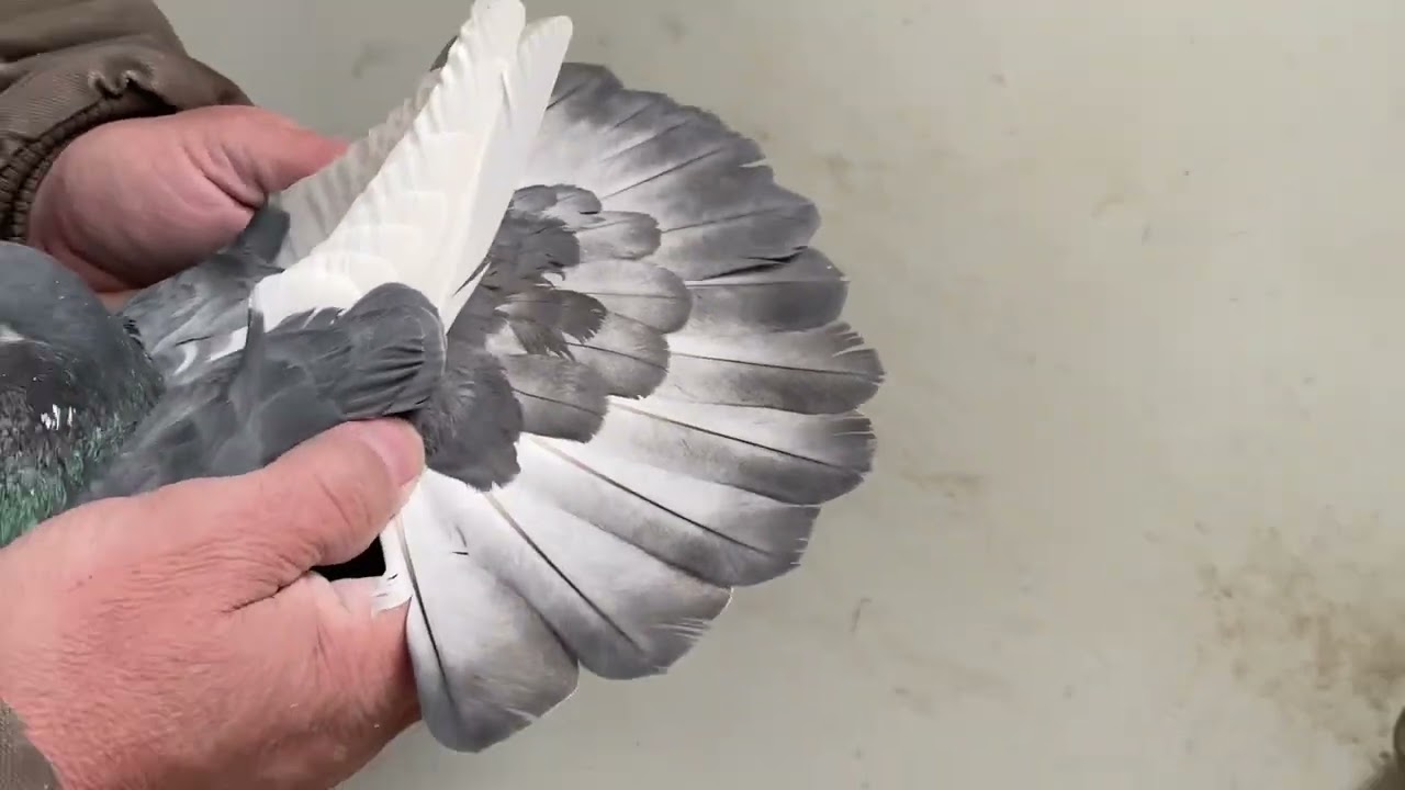 Spread pigeon gene.