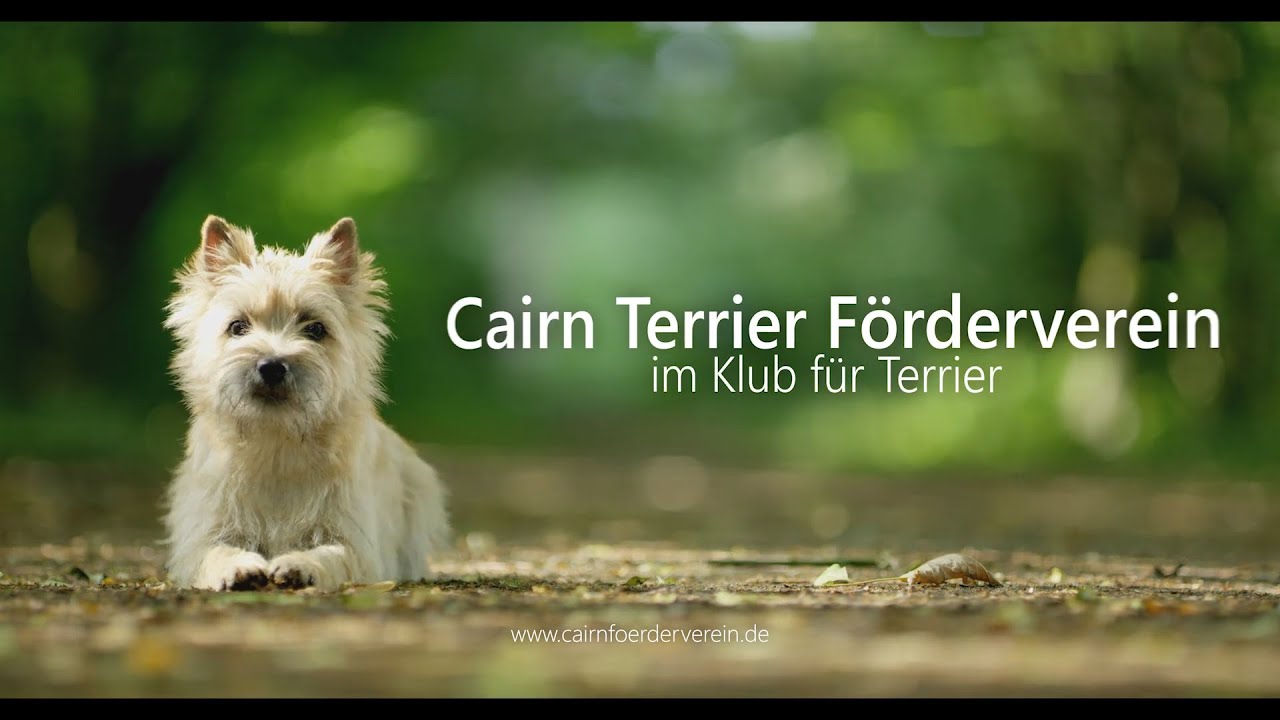 Warum wir Cairn Terrier lieben...
