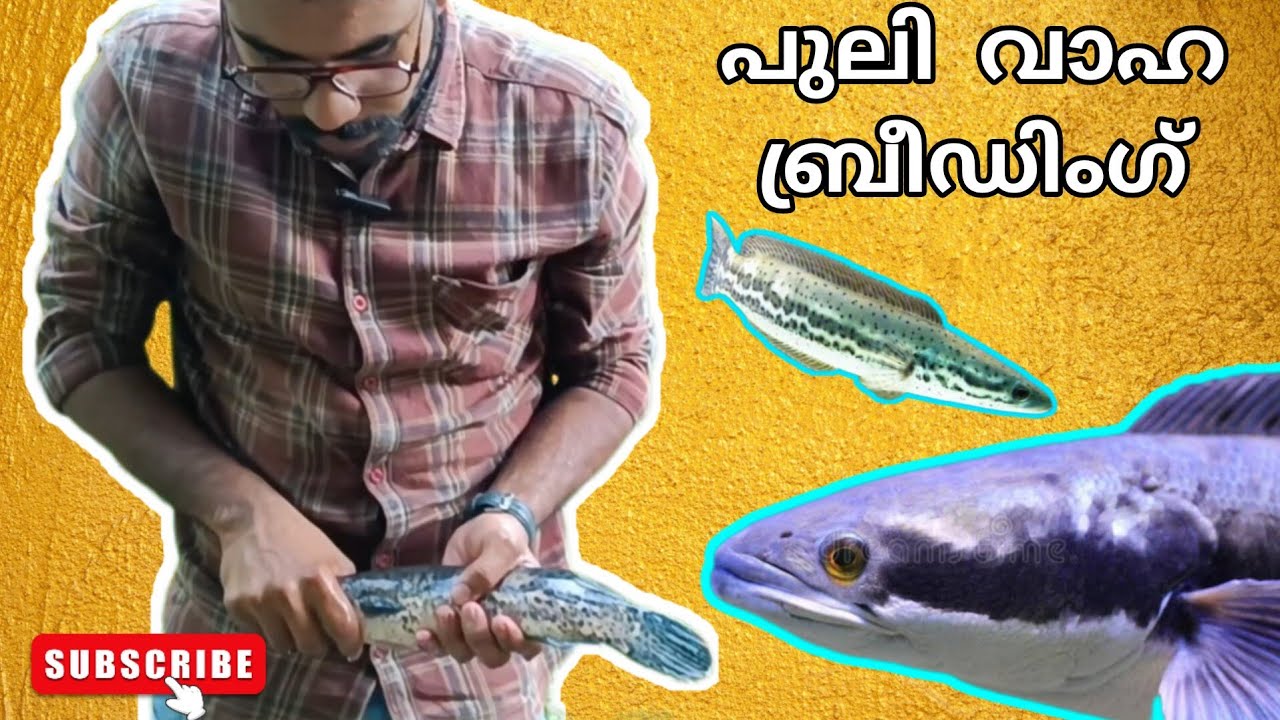 പുലി വാഹ , നീല വാഹ ബ്രീഡിംഗ്