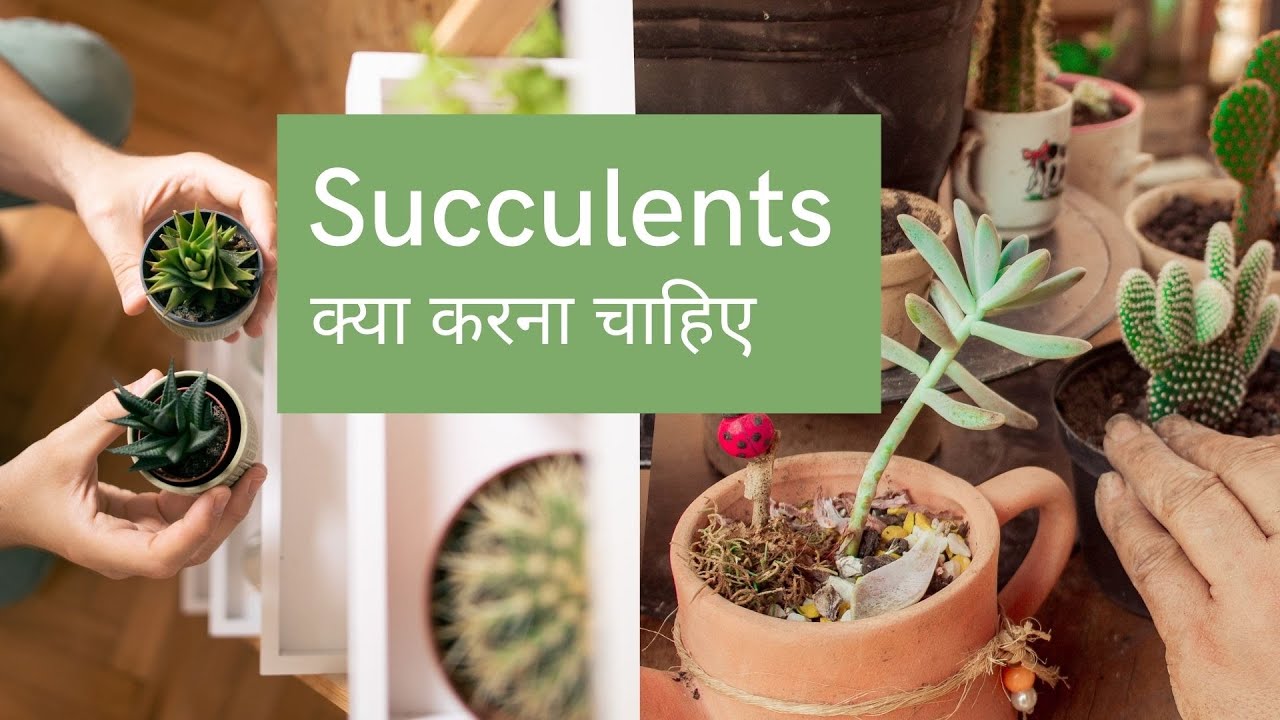 Succulents ki care kaise karein | All you need to know