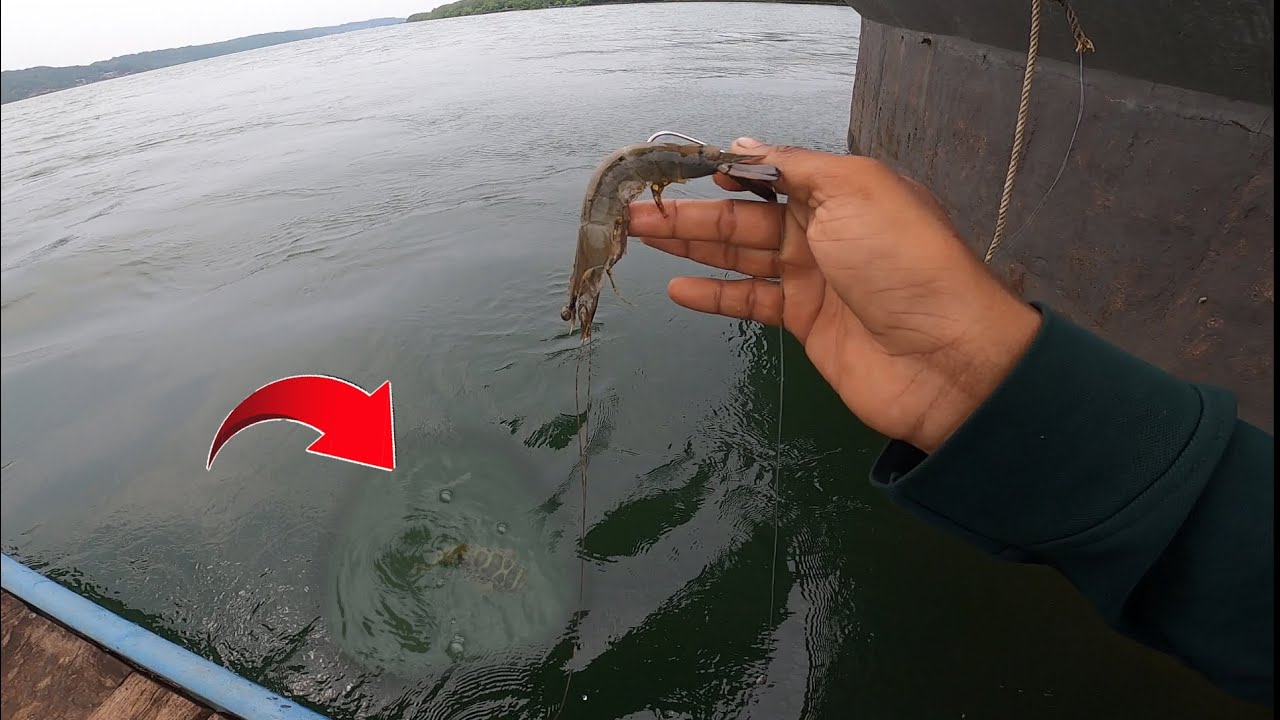 pufferfish catch from 5 big prawns 🦐 || @bablusolkar