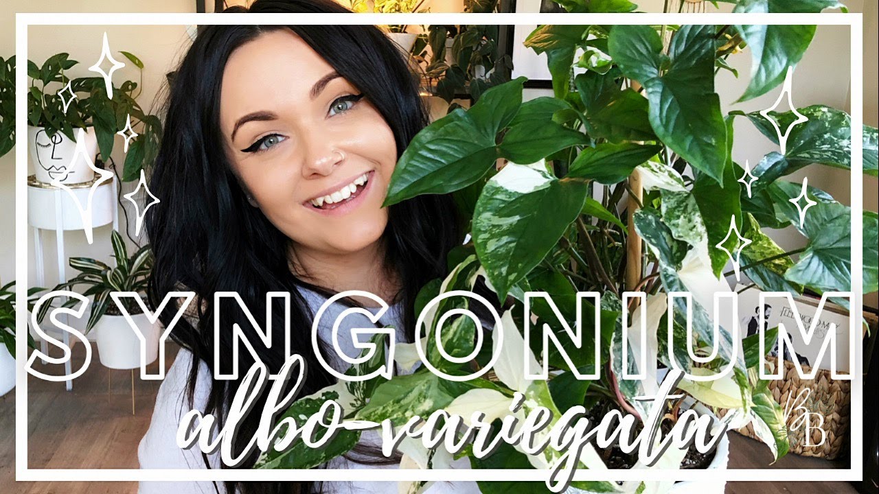 Syngonium Albo Variegata | Houseplant Care