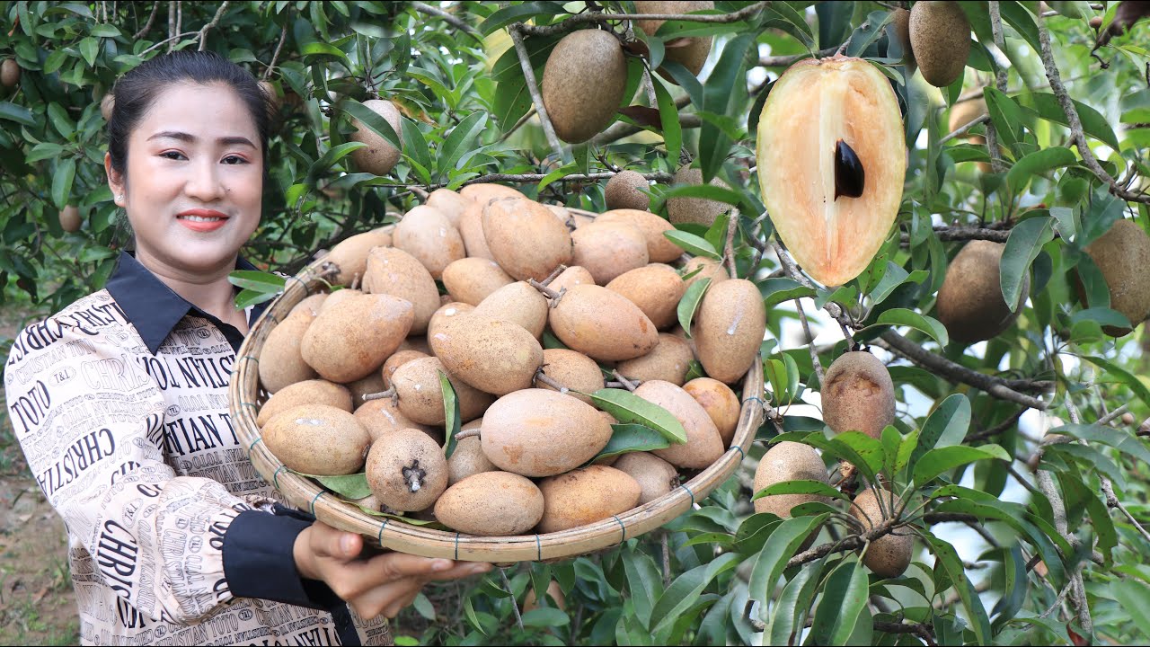 Harvest Sapodilla fruit at my front yard to make dried sapodilla / Sapodilla fruit recipe