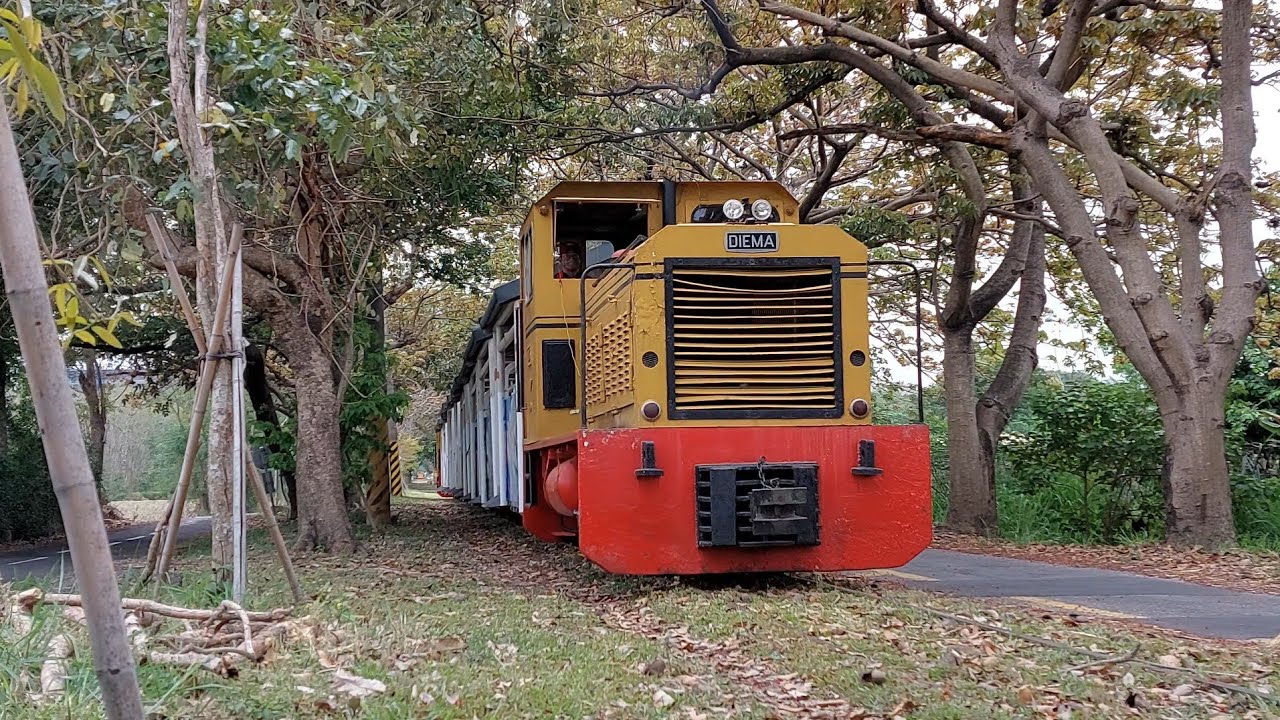 橋頭糖廠五分車-仁武線 綠色隧道通過(橋頭馬術中心旁)