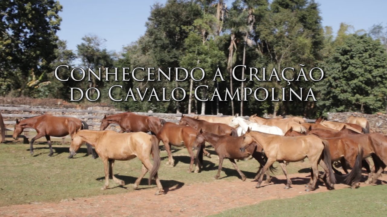 Mutirão Cultural 2020 - Olhar para o Território: Conhecendo a Criação do Cavalo Campolina