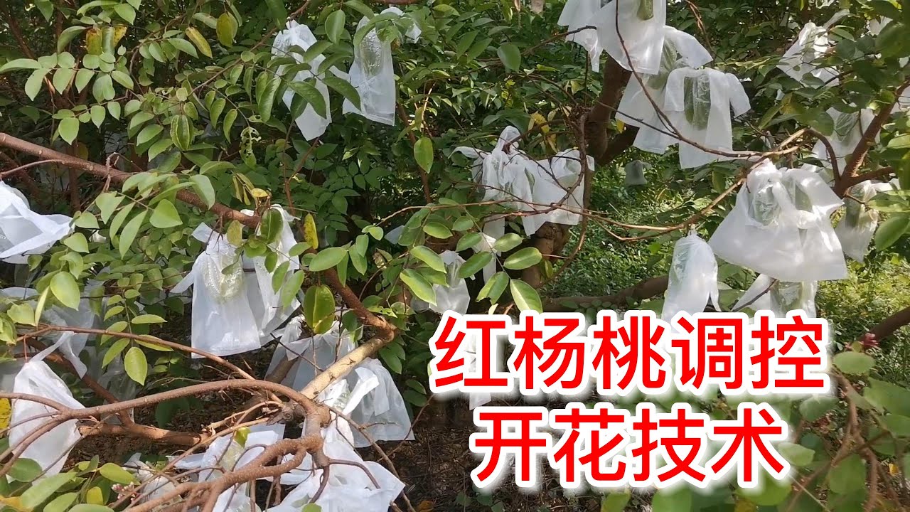 紅楊桃果期調控技術，記得修剪矮化，盡量1.3米左右，方便採摘管理Carambola fruit control technology,prune dwarf,  1.3 meters