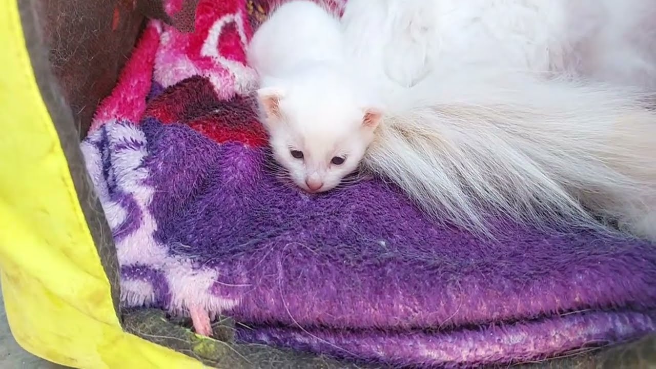 Adorable Kittens Not Coming Out Of The Hut