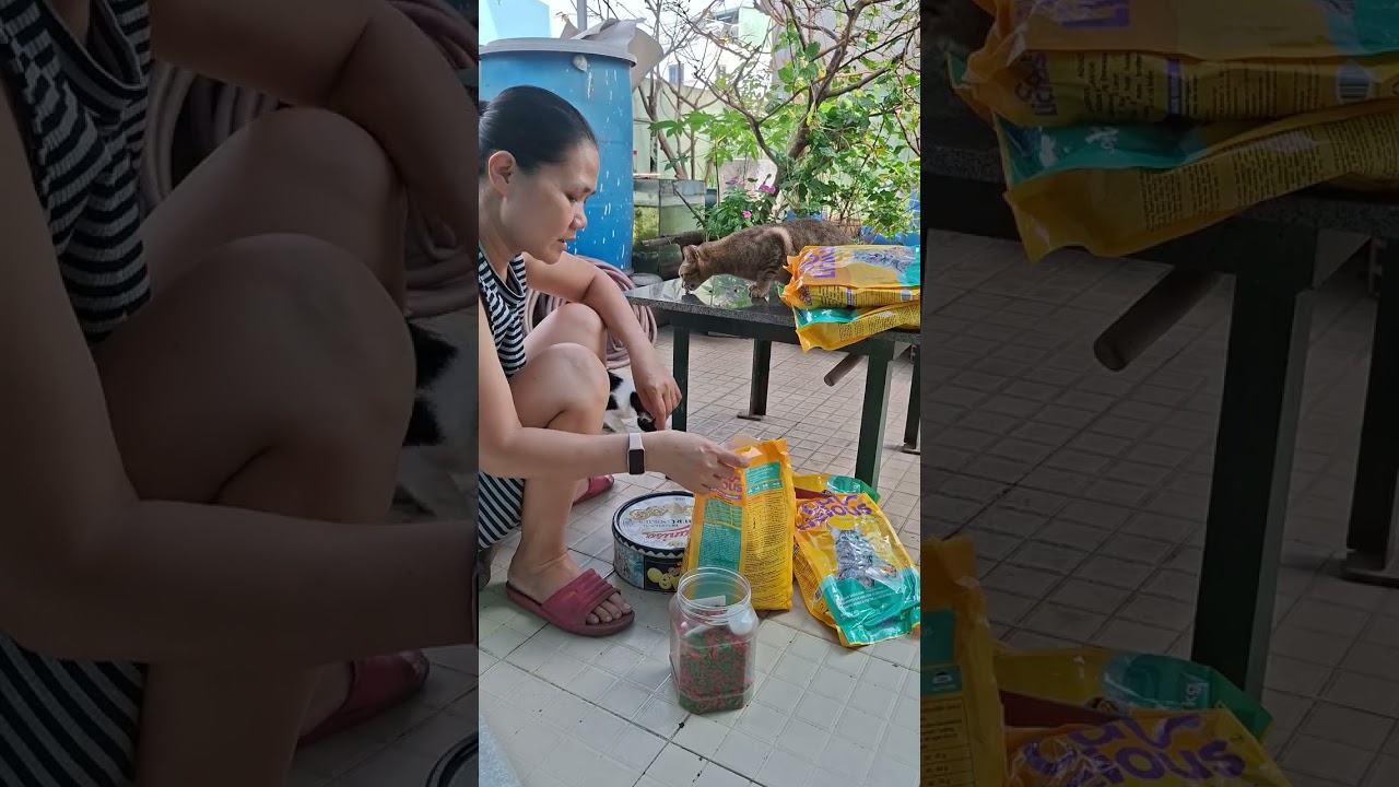 Mua thức ăn cho Mèo 