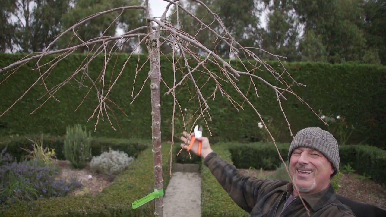 How To Prune Weeping Cherry Trees