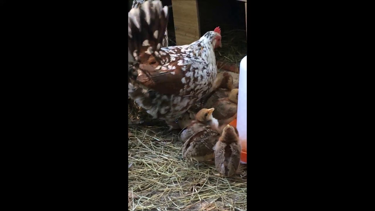 Poules FLOR D'AMETLLER (Fleur d'amandier) 2020