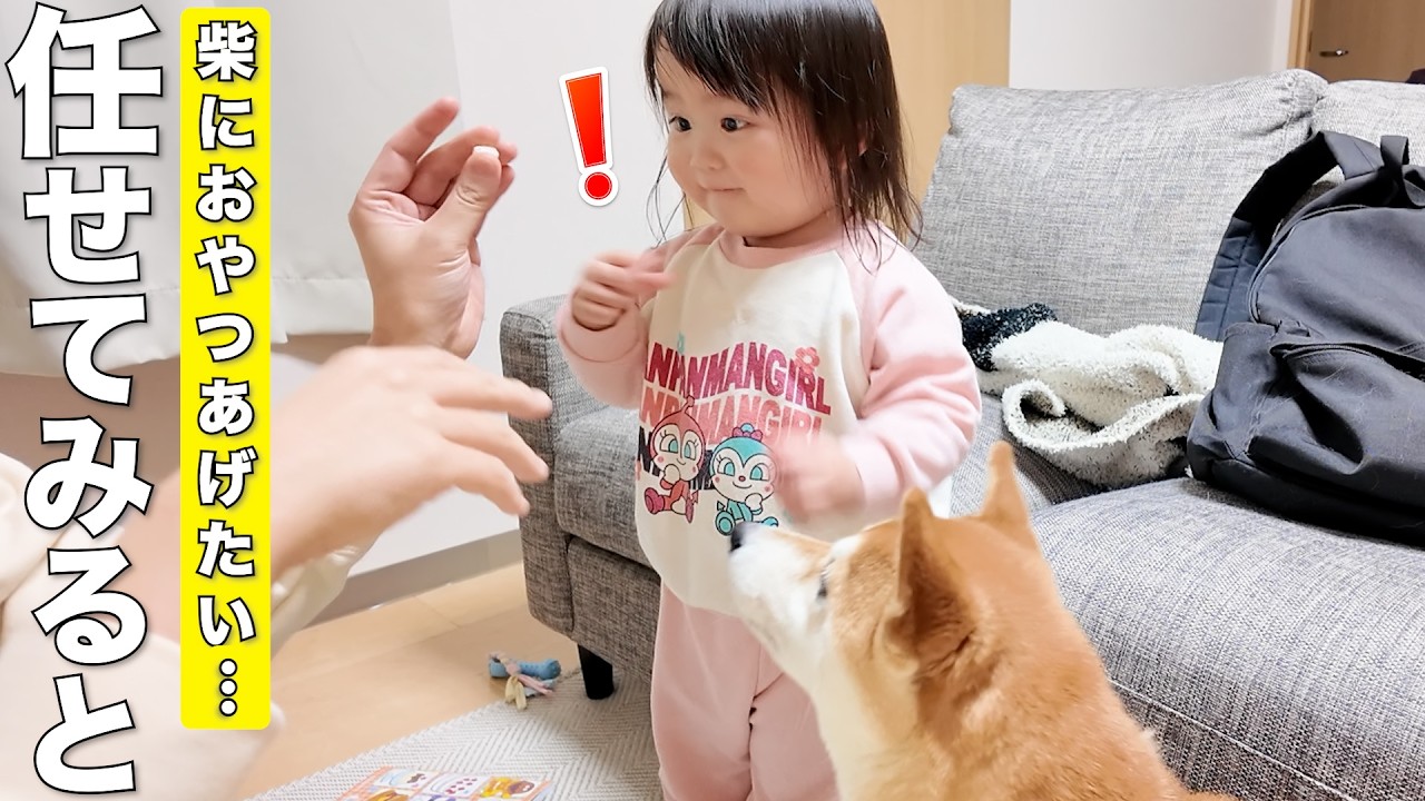 何でも挑戦したい2歳児に柴犬のお世話を頼んだ時の反応が可愛すぎました笑