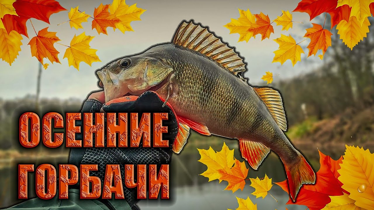 КРУПНЫЙ Окунь На Спиннинг. Микроджиг Осенью.