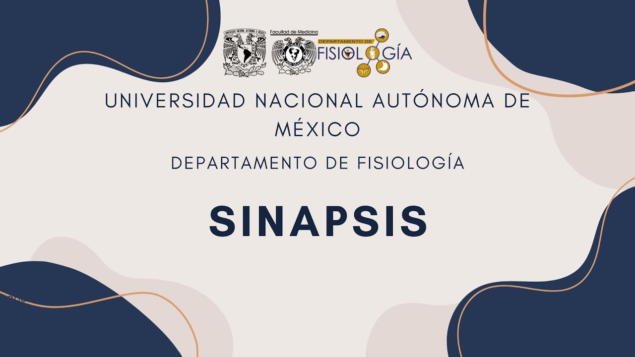 3. Sinapsis