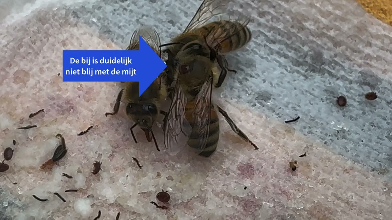 Deel 9: Besmetten test volkjes met Varroa mijten