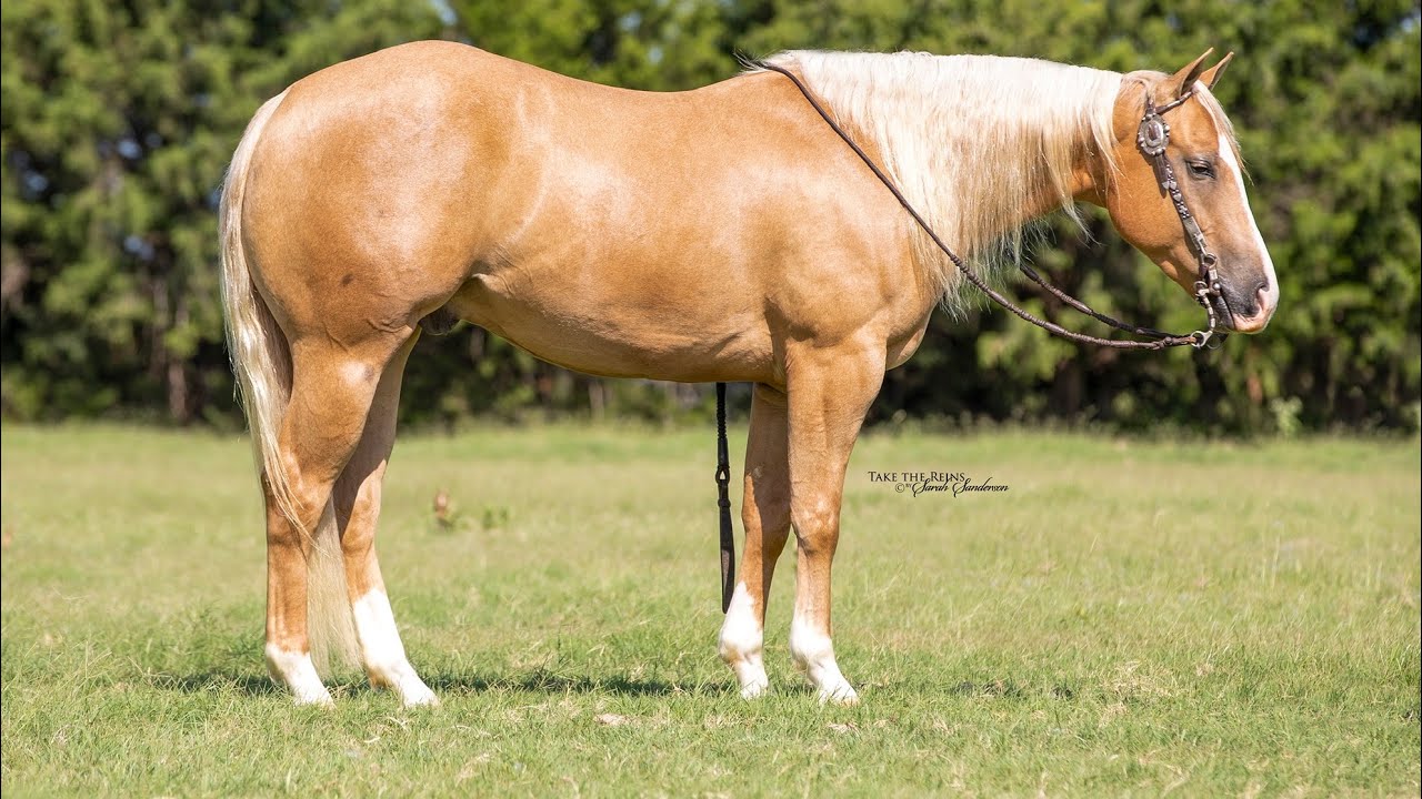 “Smudge” 2017 AQHA Gelding FMI-(704)-692-6436