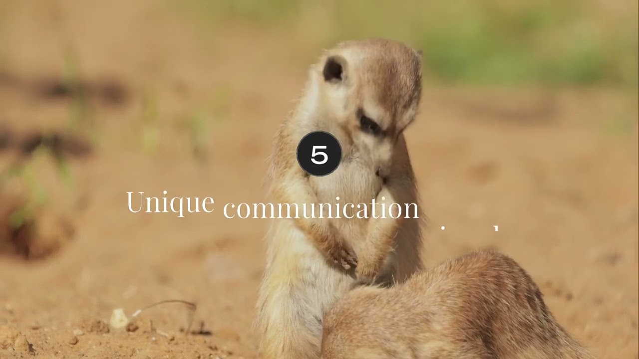 What Humans Learned from the Mongoose | The Fearless Survivor of the Wild