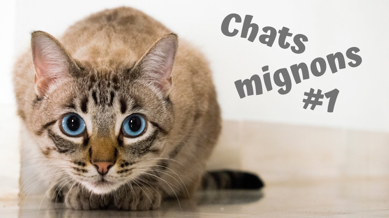 Petits chats mignons #1 qui jouent et qui sont vraiment trop beaux.