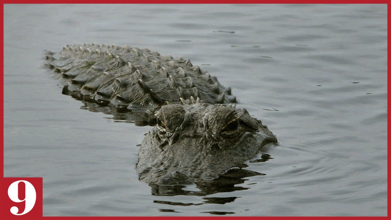 Alligator tears off life jacket, attacks kayaker in Florida state park