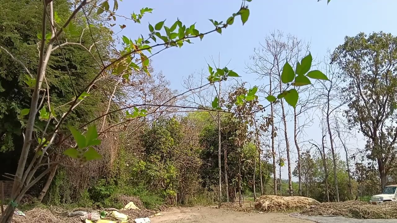 Village Afternoon View With Birds Chirping. #nature #peace #beauty 