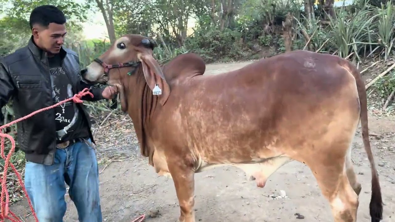 Entregando la calidad que ofrece el rancho bélico de Chalatenango 