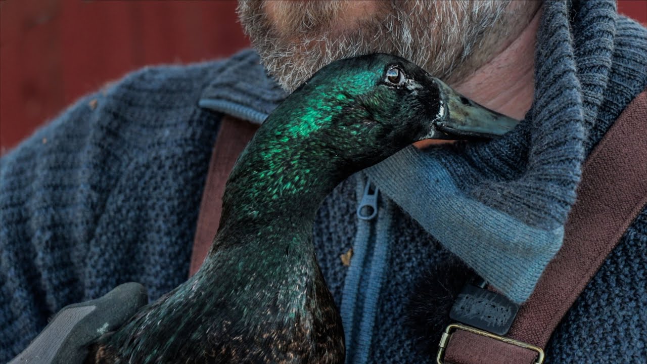 Why I Keep Farm Ducks! Indian Runners