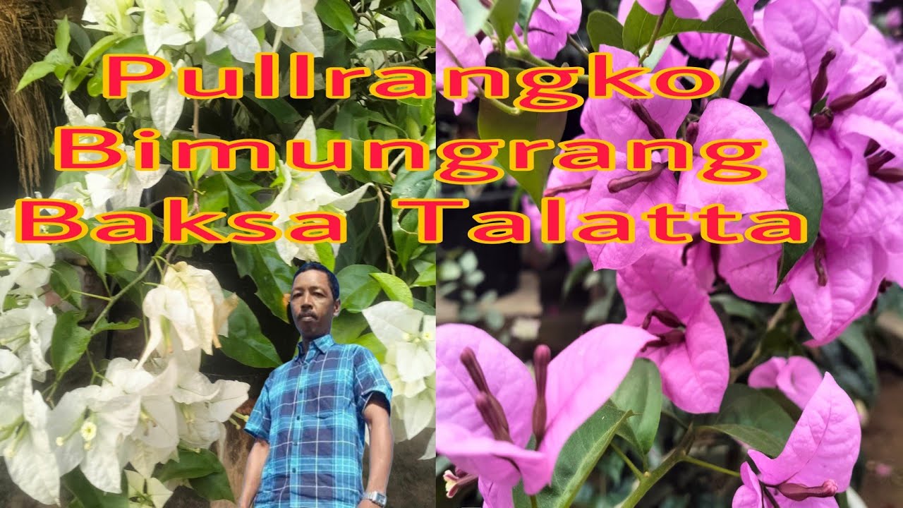 Pullrangko Bimung Baksa Talatta.