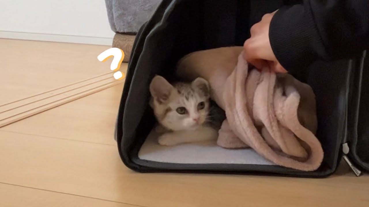 お迎え初日の子猫が警戒心0でしたThe kitten on the first day of picking up was alertness 0 スコティッシュフォールド/scottish fold