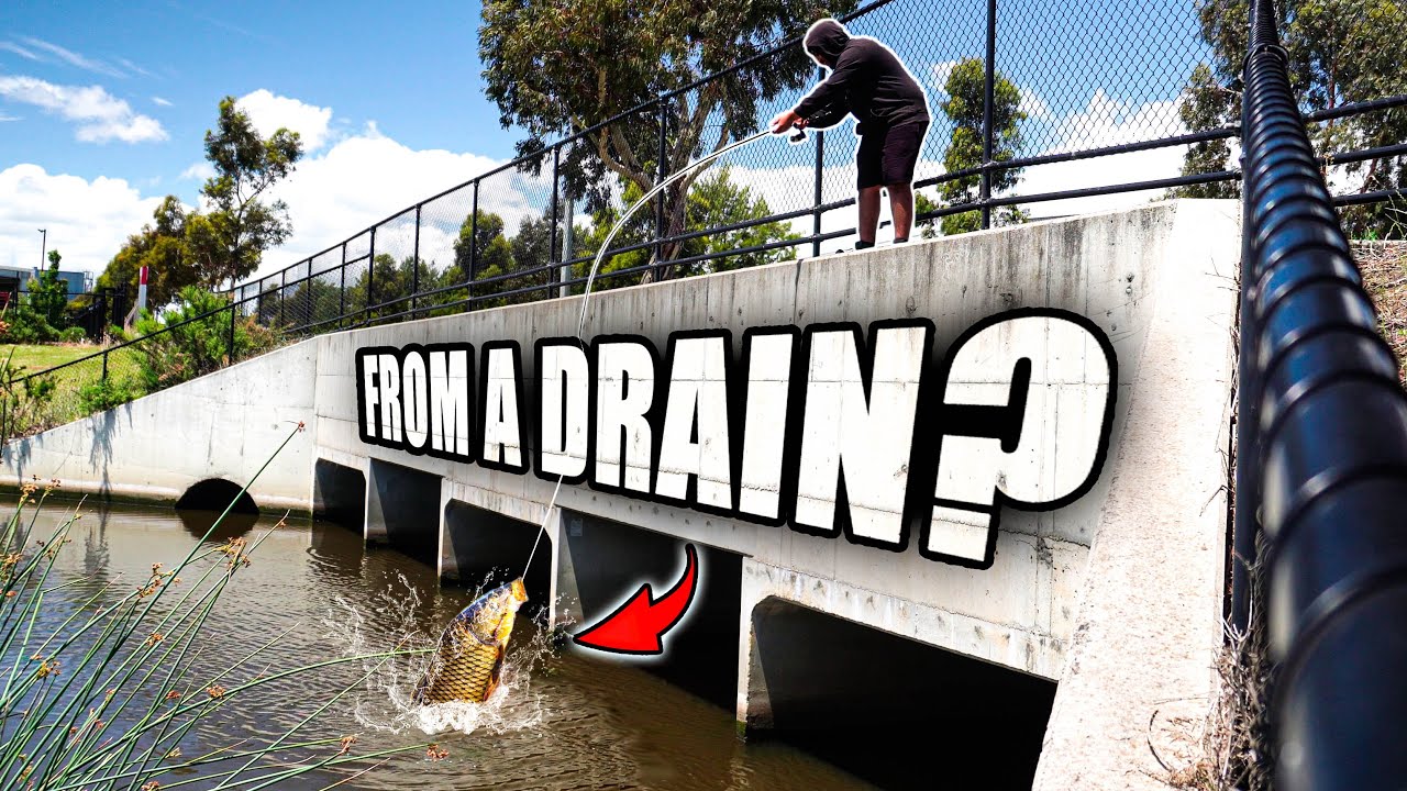 Catching Fish Where You Wouldn't Expect Them – Melbourne Urban Drain