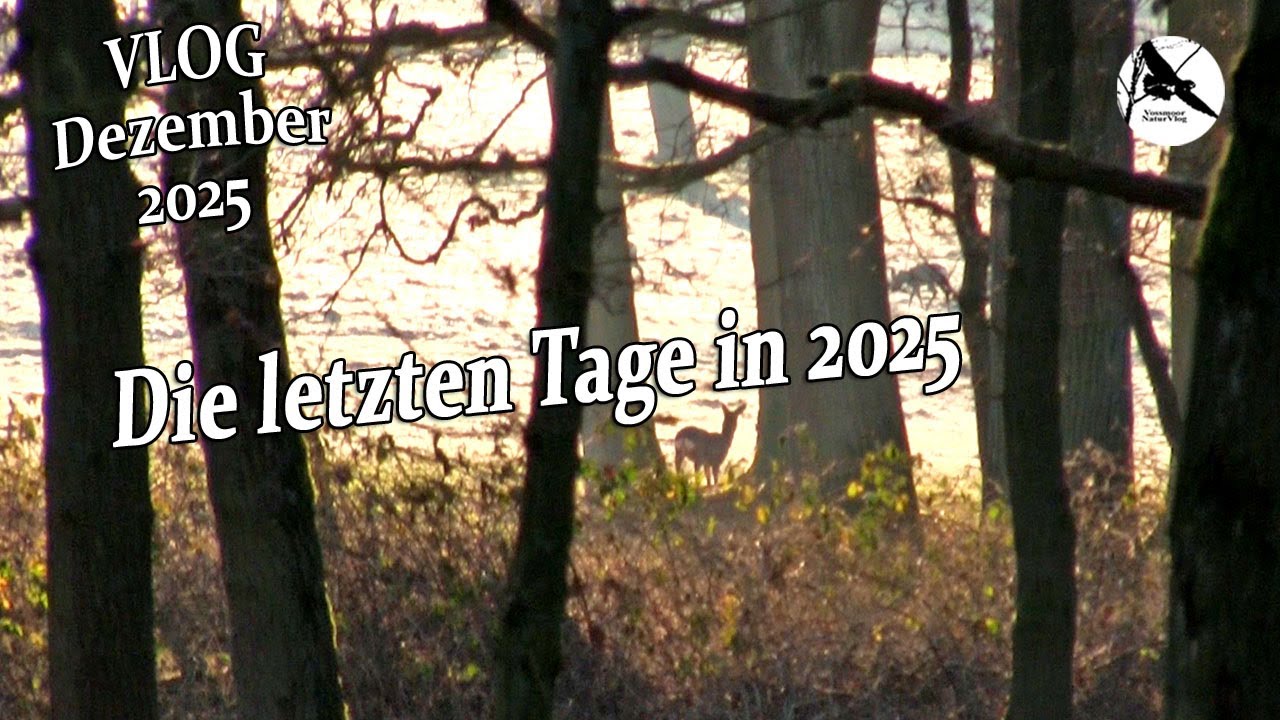 Die letzten Füttertouren des Jahres 2025 / Nature, Crows & Wildlife Vlog Dezember 2025
