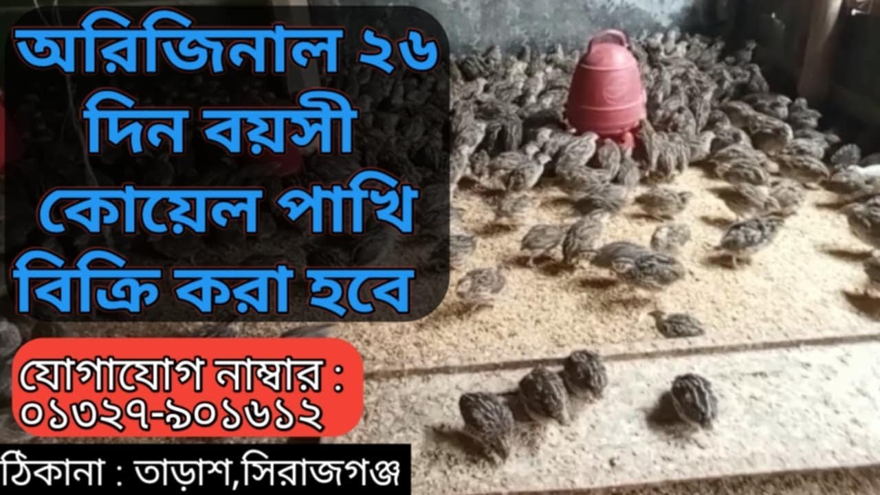 সুখবর সুখবর সুখবর। খামারী ভাইদের জন্য সুখবর। অরিজিনাল ২৬ দিনের কোয়েল পাখি বিক্রি করা হবে।