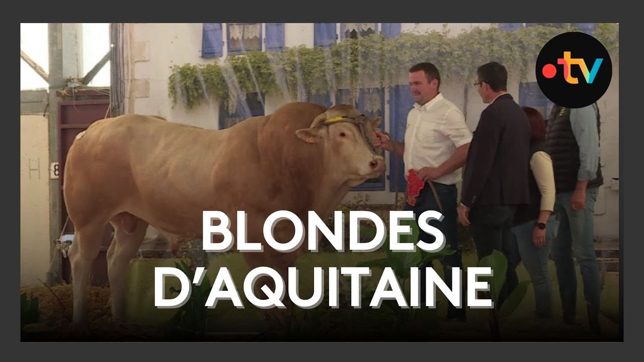 Concours national de Blondes d'Aquitaine à Lezay