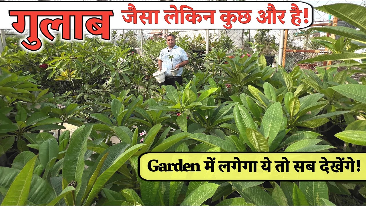 गुलाब जैसा दिखने वाला फूल जिसमें एक ही पौधे पर खिलते हैं लाखों फूल King of Flowers in Garden