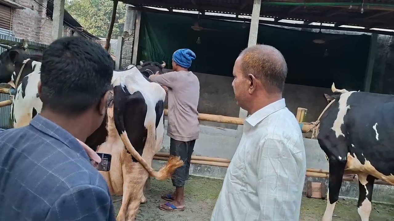 রিফাত ডেইরী ফার্ম এর সব গাভি দাম জামুন 🐮