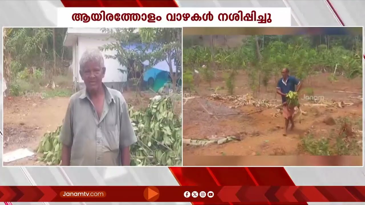 തൃശൂർ അതിരപ്പിള്ളിയിൽ കാട്ടാന വാഴത്തോട്ടം നശിപ്പിച്ചു | THRISSUR