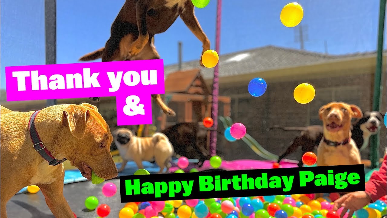 Rescue Dogs Playing in Ball Pit on Trampoline and Mail Opening for the Dogs