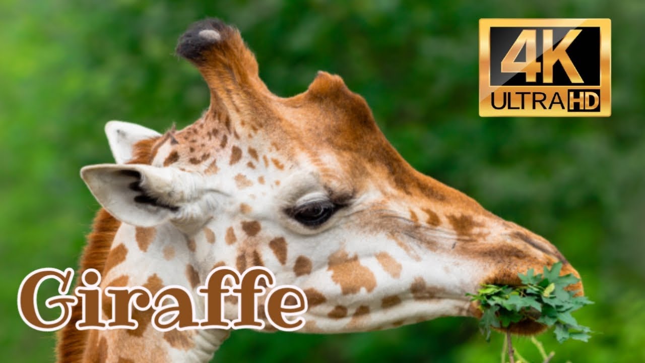 Giraffe 4K | Lifestyle | Habitat