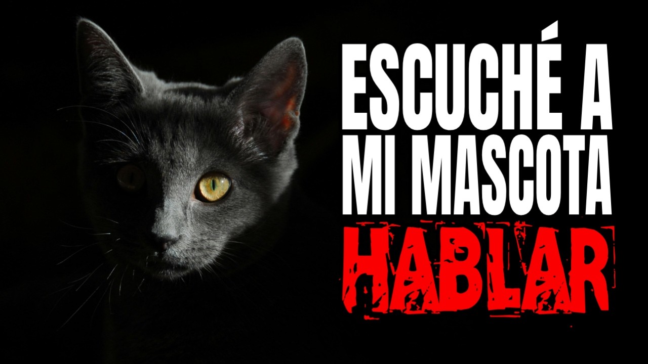 4 ATERRADORAS historias de mascotas hablando - Relatos de MIEDO