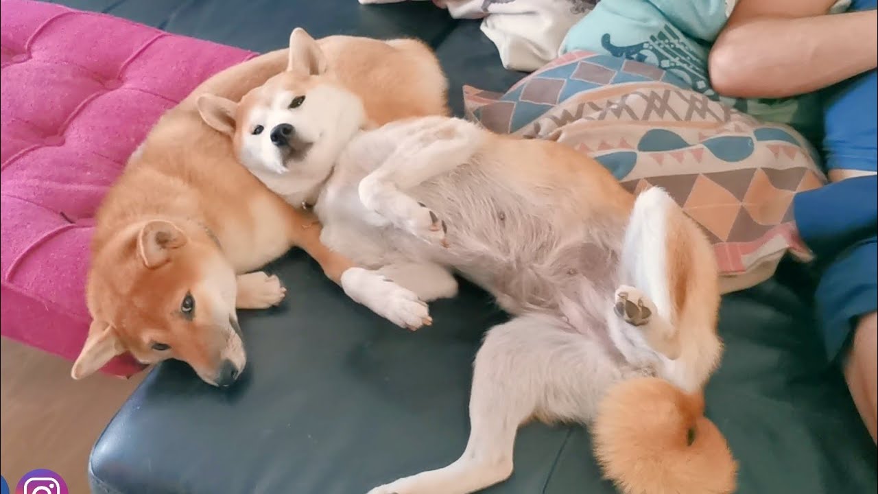 Enjoying my new pillow
