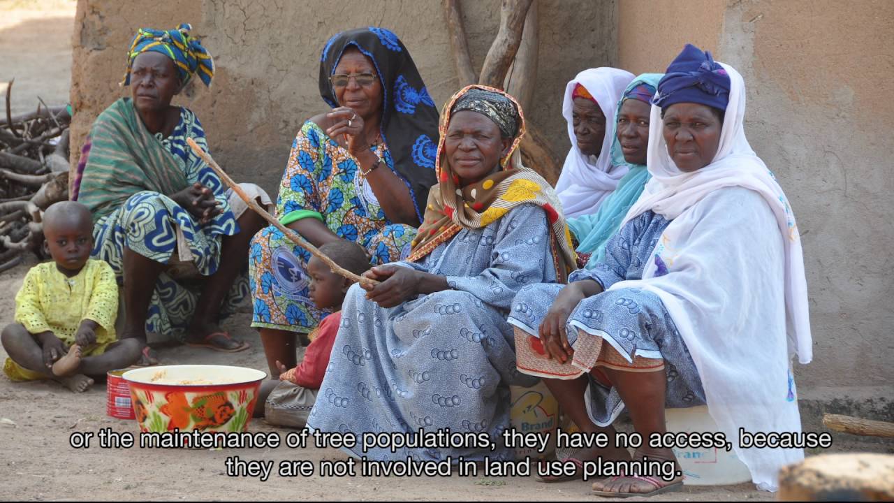 Néré – a multipurpose tree