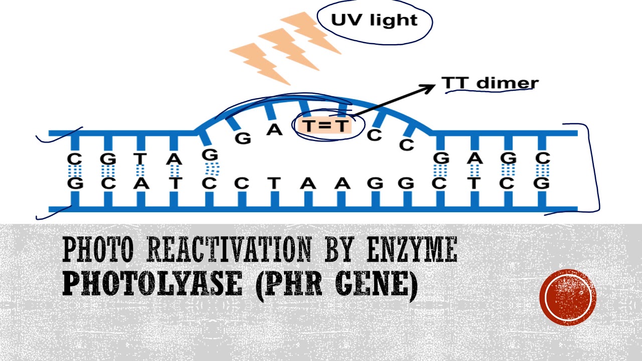 Photoreactivation or Light repair of DNA