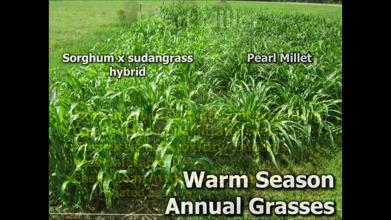 Summer Annuals as an Alternative Forage Crop