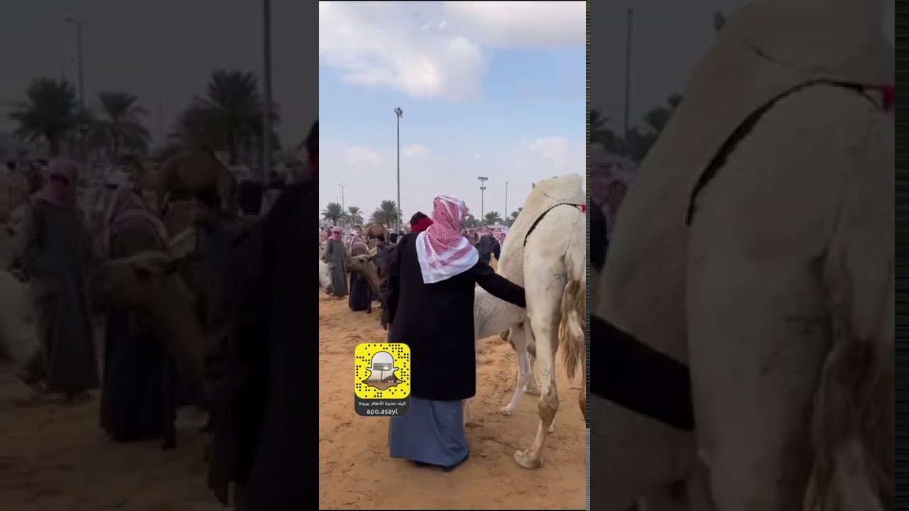 مزادات السبت بمدينة الأنعام ببريدة (إبل، أغنام) ..18-5-1442.
