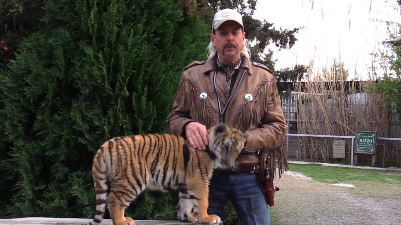 GW Zoo - Tiger Play Time