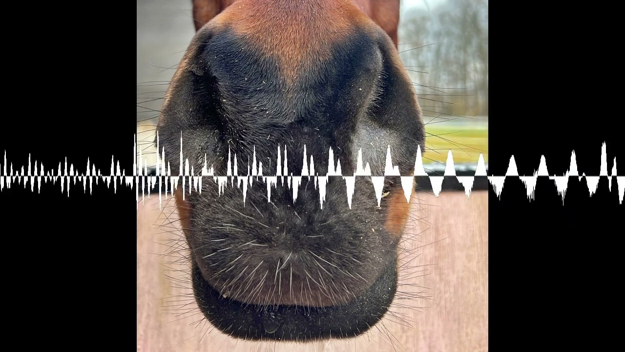 #424 Darth Vader im Offenstall: Wenn Pferde inhalieren - Der Pferdepodcast