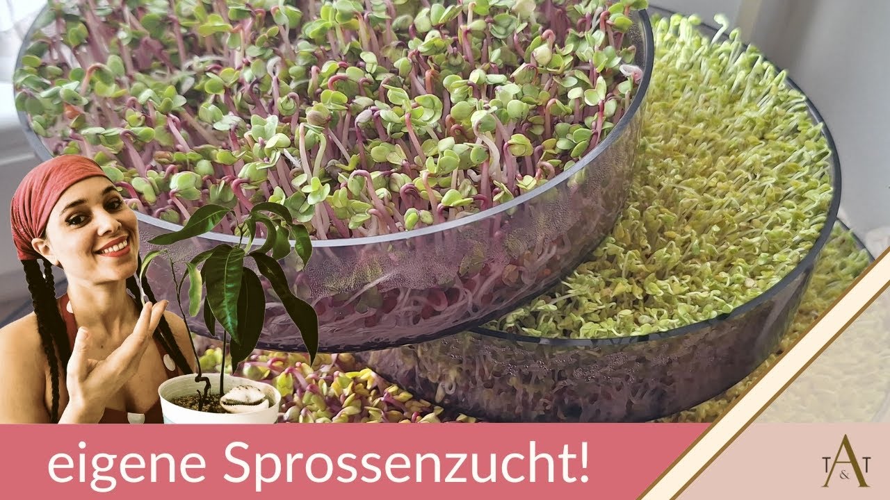 Die leichteste Methode Sprossen zu züchten 🌱 / #superfood / #microgreens / #healthylifestyle ❤️💪