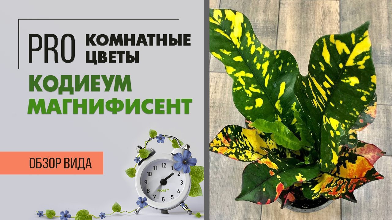Кодиеум Магнифисент - обзор яркого солнечного сорта | Достойный конкурент цветущим растениям