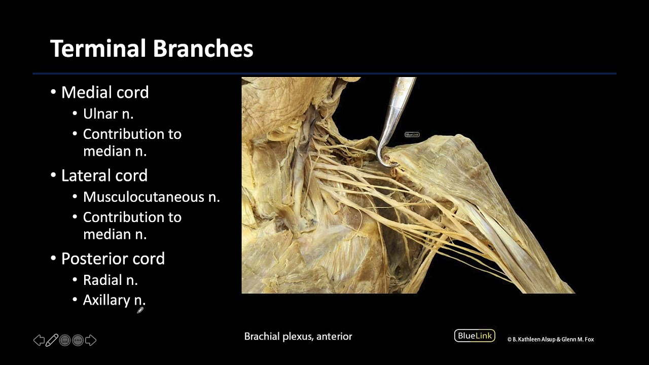 Brachial Plexus - M1 Dissection Supplement