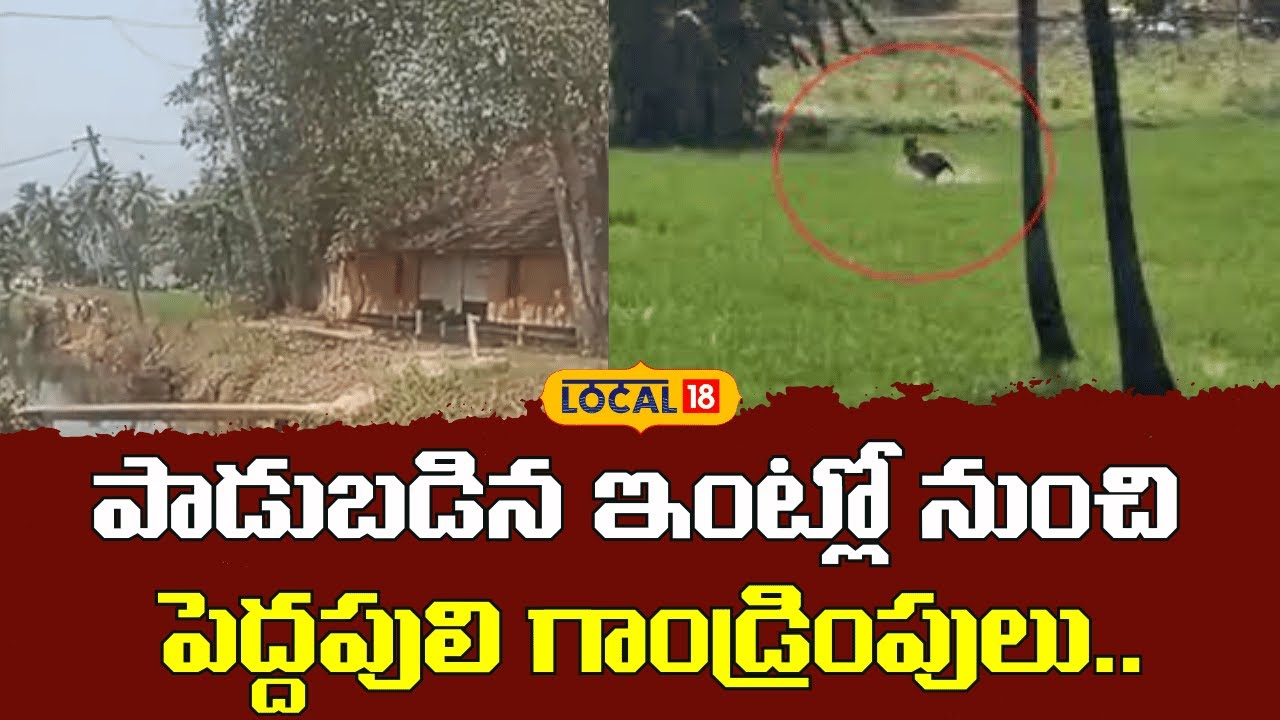 Tiger Escapes After Being Spotted in Old House | పాడుబడిన ఇంట్లో పెద్దపులి..| #local18V