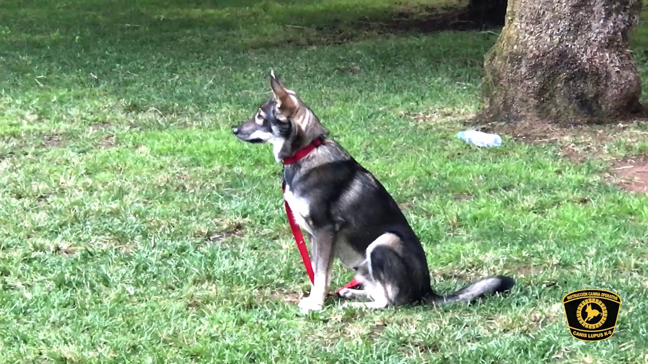 Lobo Herre&ntilde;o 1.0
